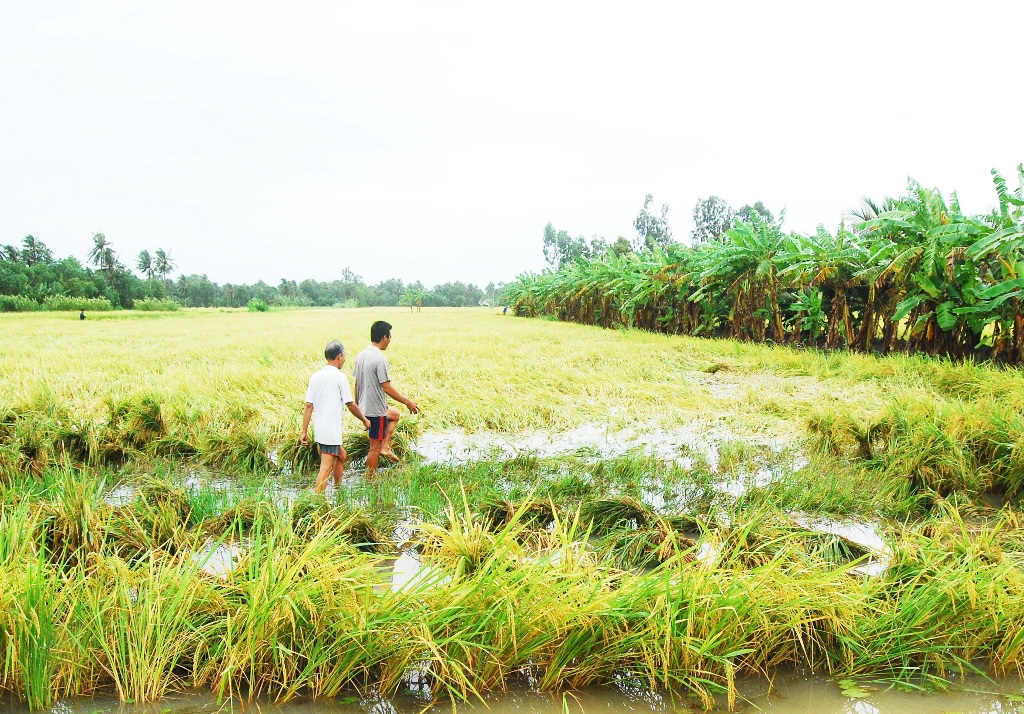 Mưa[-]lớn[-]gây[-]ngập[-]úng[-]hàng[-]nghìn[-]ha[-]lúa[-]Hè[-]thu[-]ở[-]Bạc[-]Liêu[-]